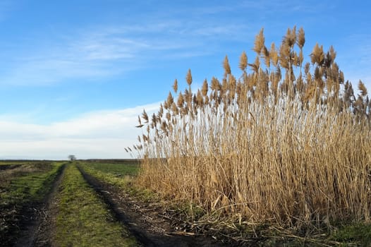 Reeds on the dirt road in Burgenland