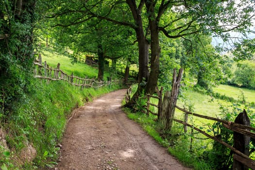 Path through the forest between the green pastures of Asturias, Spain