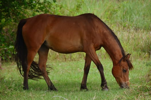 rosi grazing