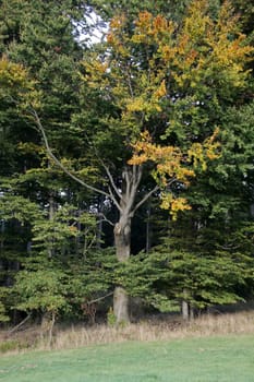 Autumn beech forest