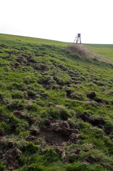 Traces of burly wild boar on a pasture
