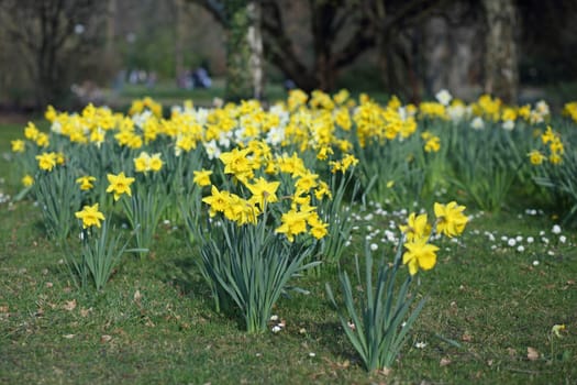 Details of a group of spring flowers, the narcissus.