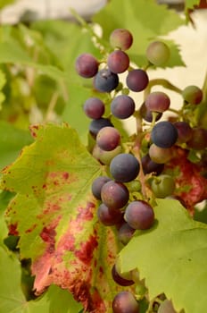 Grapes