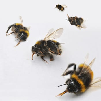 Dead bees on a white surface