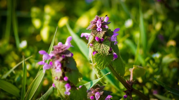 Little nettles on between the grass in the sunshine.