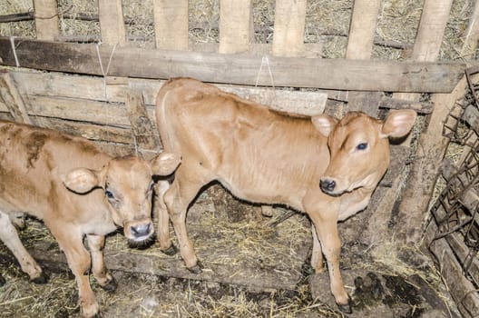 Two beautiful, cute and small calves in the cowshed.