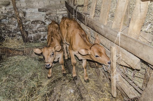 Two beautiful, cute and small calves in the cowshed.