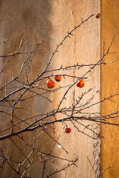Autumn apples survived on tree branches in early spring on weathered house background