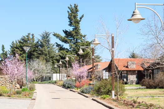 Springtime alley in the country area with guesthouses and blossoming trees
