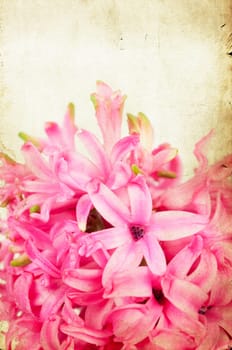 Pink hyacinth on vintage background
