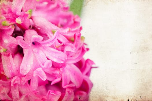Pink hyacinth on vintage background