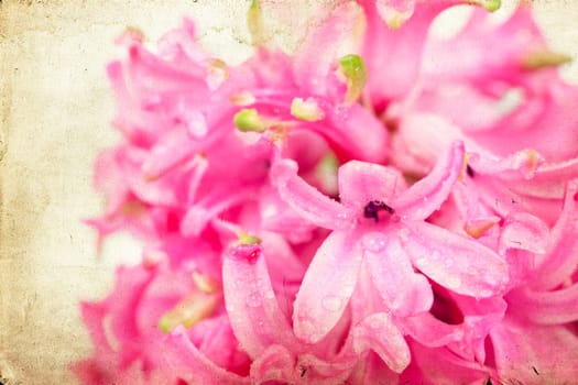 Pink hyacinth on vintage background