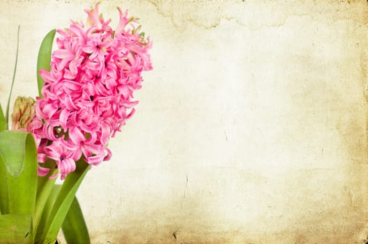Pink hyacinth on vintage background