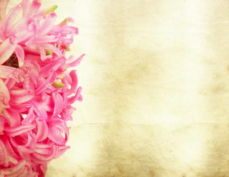 Pink hyacinth on vintage background