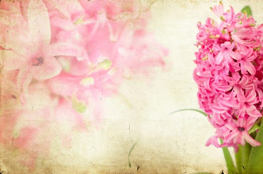 Pink hyacinth on vintage background