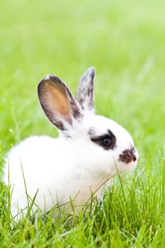 Sweet Easter bunny in the spring meadow with blue sunny sky