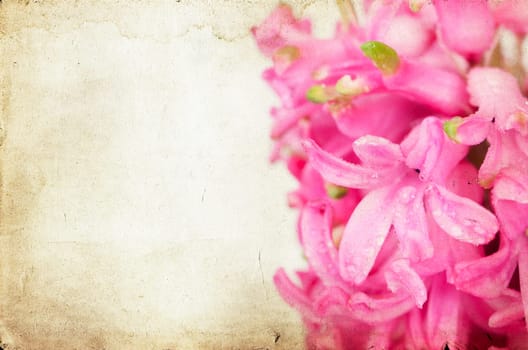 Pink hyacinth on vintage background