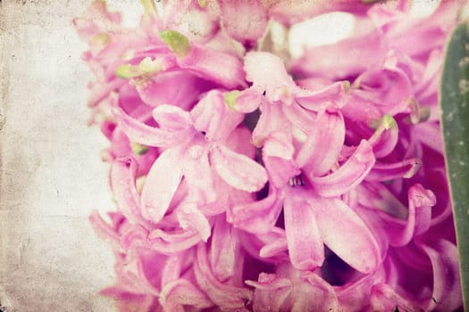 Pink hyacinth on vintage background