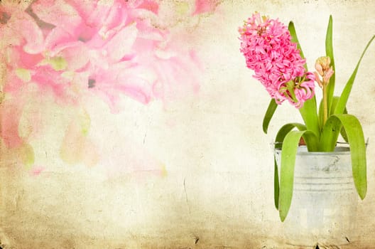 Pink hyacinth on vintage background