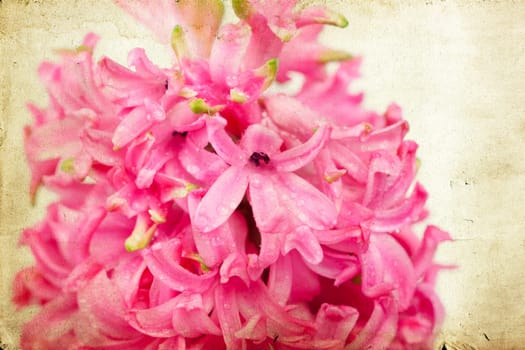 Pink hyacinth on vintage background
