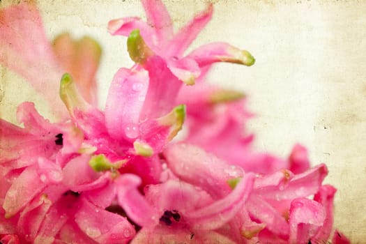 Pink hyacinth on vintage background