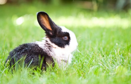 Sweet Easter bunny in the spring meadow with blue sunny sky