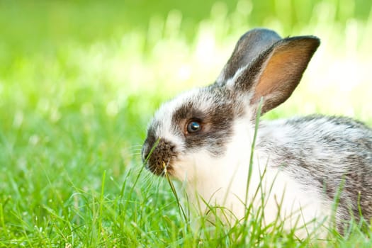 Sweet Easter bunny in the spring meadow with blue sunny sky