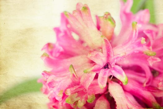 Pink hyacinth on vintage background