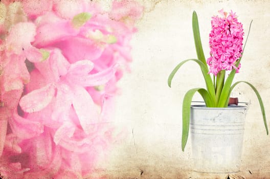 Pink hyacinth on vintage background