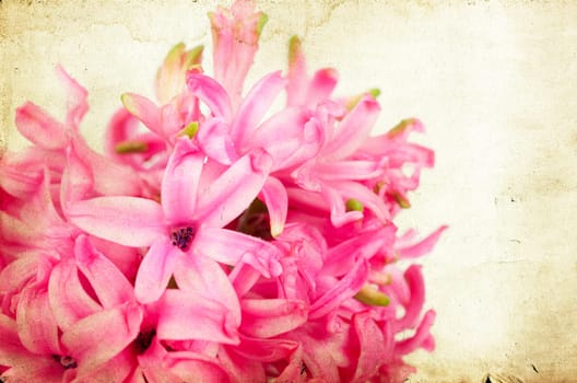 Pink hyacinth on vintage background