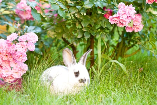 Sweet Easter bunny in the spring meadow with blue sunny sky