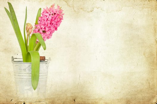 Pink hyacinth on vintage background