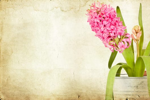 Pink hyacinth on vintage background