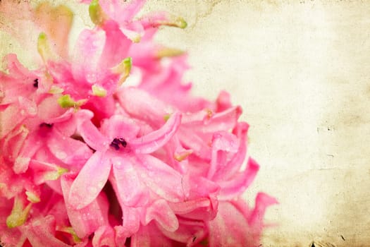 Pink hyacinth on vintage background