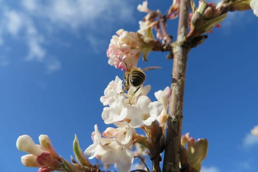 Bee on winter snowball - Viburnum farreri
