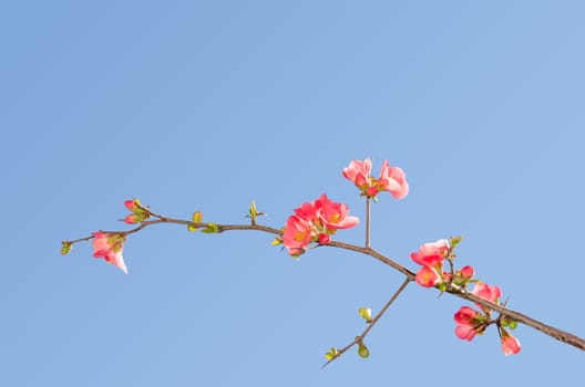 Single blooming branch of flowering quince bush against blue sky with free place for your text