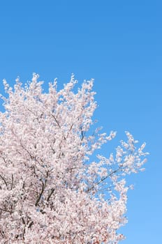 Springtime flowering cherry tree against the clear blue sky with free place for your text