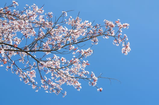 Blossoming at springtime branch of cherry tree against clear blue sky