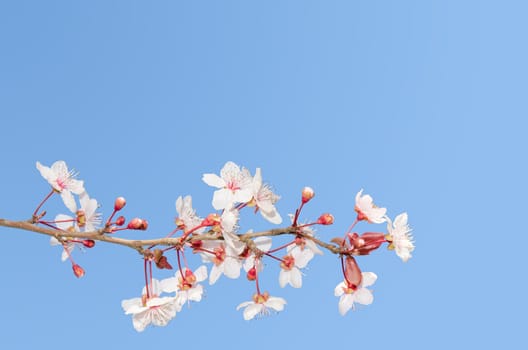 Single small branch of blooming cherry tree with copy-space place on the clear blue sky