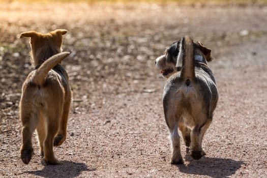 Two dogs walk along a path with their rod standing,the dogs move away from the photographer.