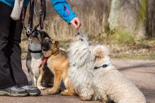Four little dogs are gradually rewarded for their good sitting.
