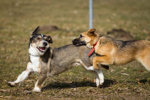 Two dogs playing wild on a dog meadow,one is a shepherd puppy,the other a terrier/dachshund mix.
