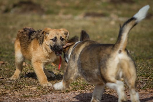 Two dogs playing wild on a dog meadow,one is a shepherd puppy,the other a terrier/dachshund mix.