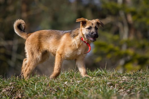 A shepherd puppy slowly goes through the picture,its still far too big collar stands properly.