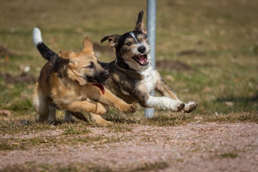 Two dogs playing wild on a dog meadow,one is a shepherd puppy,the other a terrier/dachshund mix.