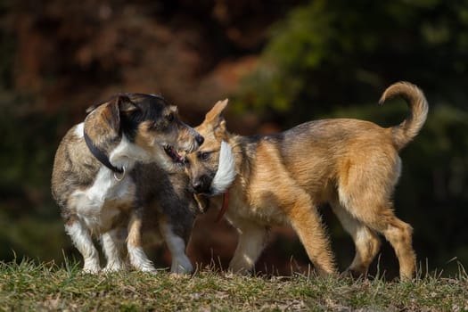 A shepherd puppy bites a fellow hearty in the tail. In the background trees.