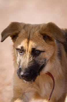 Young Shepherd dog with red collar looks right from the picture.