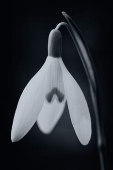 Snowdrop in a macro shot - black and white