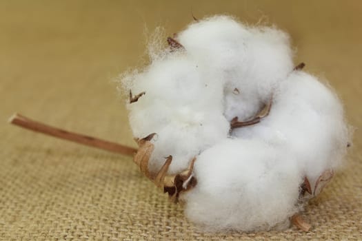 dried cotton flowers on jute