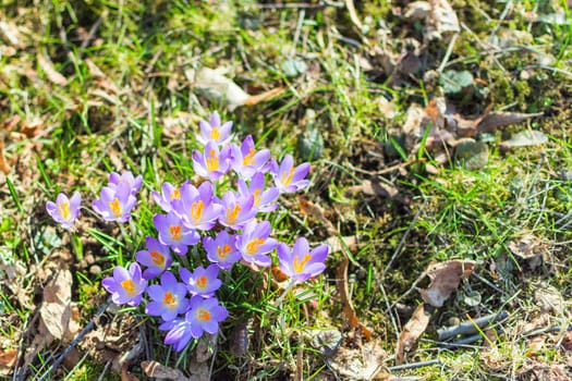 Spring blossoming beautiful crocuses flowers on the lawn